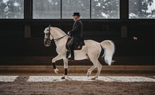 MAESTOSO****superior - Lipica