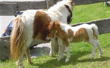 HAMMERWIRT FORELLENHOF - Untertauern