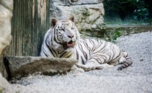 OBŘÍ SUD - Javorník u Liberce - ZOO Liberec -  zdroj: VisitLiberec.eu