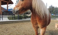 DOVOLENÁ S PŘÍCHUTÍ WHISKY - NESTVILLE APARTMENTS - Hniezdne