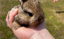 DOVOLENÁ S PŘÍCHUTÍ WHISKY - NESTVILLE APARTMENTS - Hniezdne