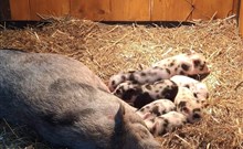 DOVOLENÁ S PŘÍCHUTÍ WHISKY - NESTVILLE APARTMENTS - Hniezdne