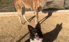 DOVOLENÁ S PŘÍCHUTÍ WHISKY - NESTVILLE APARTMENTS - Hniezdne