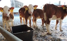 DOVOLENÁ S PŘÍCHUTÍ WHISKY - NESTVILLE APARTMENTS - Hniezdne