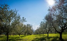 BELVEDERE HOTELS & RESORT -  Izola