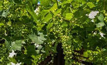 MIKULOVSKÉ SKLEPY OPEN, Hotel TEMPL