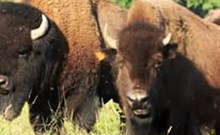 BISON RANCH - Rožnov