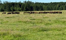 BISON RANCH - Rožnov