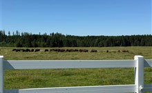 BISON RANCH - Rožnov