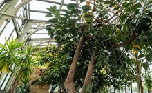 ZÁMEK MOSZNA - oranžerie