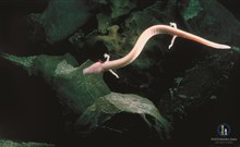PROTEUS*** - Postojna Cave Rooms & Apartments