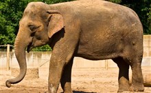 CHARLES CENTRAL - Praha 8 - Karlín