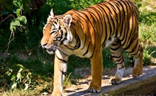 CHARLES CENTRAL - Praha 8 - Karlín