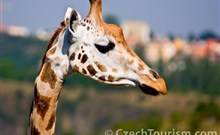 CHARLES CENTRAL - Praha 8 - Karlín