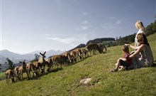 AURACH - Aurach bei Kitzbühel - Wildpark Aurach